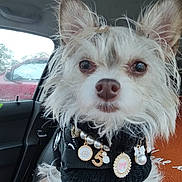 Cutie Pie joined the competition — help win amazing prizes! dog, pet, car_interior, window, ear, fur, animal, cute, sweater, jewelry, pearl, charm, seat, leash, closeup, face, nose, eye, indoor, portrait