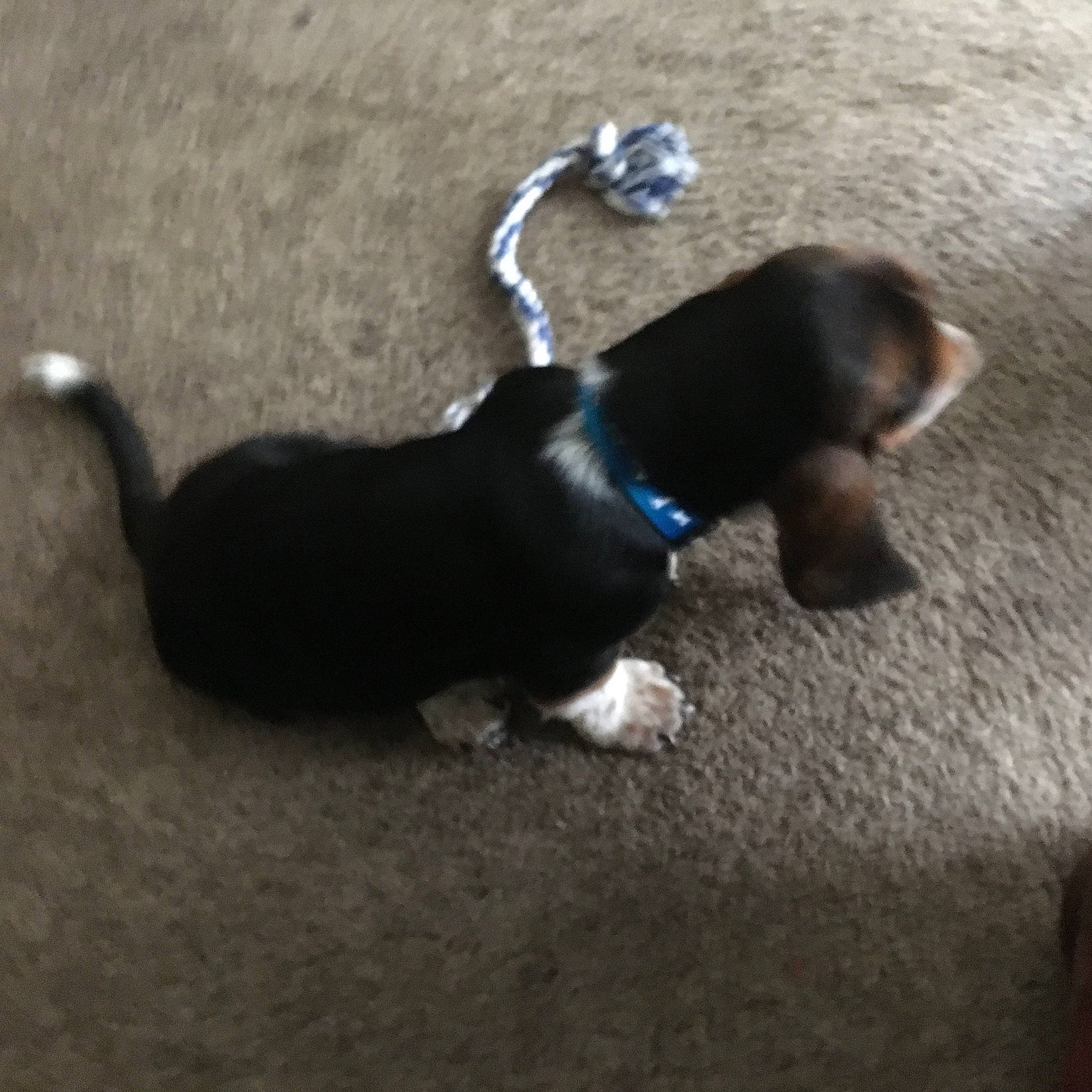 Buster is registered to the contest to win money with this photo: basset_artesien_normand, basset_hound, beagle, canidae, carnivore, companion_dog, dog, dog_breed, fawn, hound, leash, mammal, paw, pocket_beagle, puppy, scent_hound, snout, sporting_group, tail