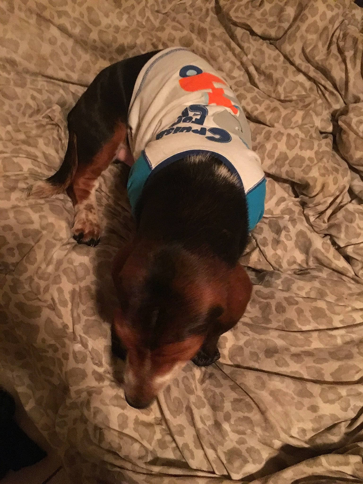 Buster joined the competition — help win amazing prizes! canidae, carnivore, dachshund, dog, dog_breed, puppy, sporting_group