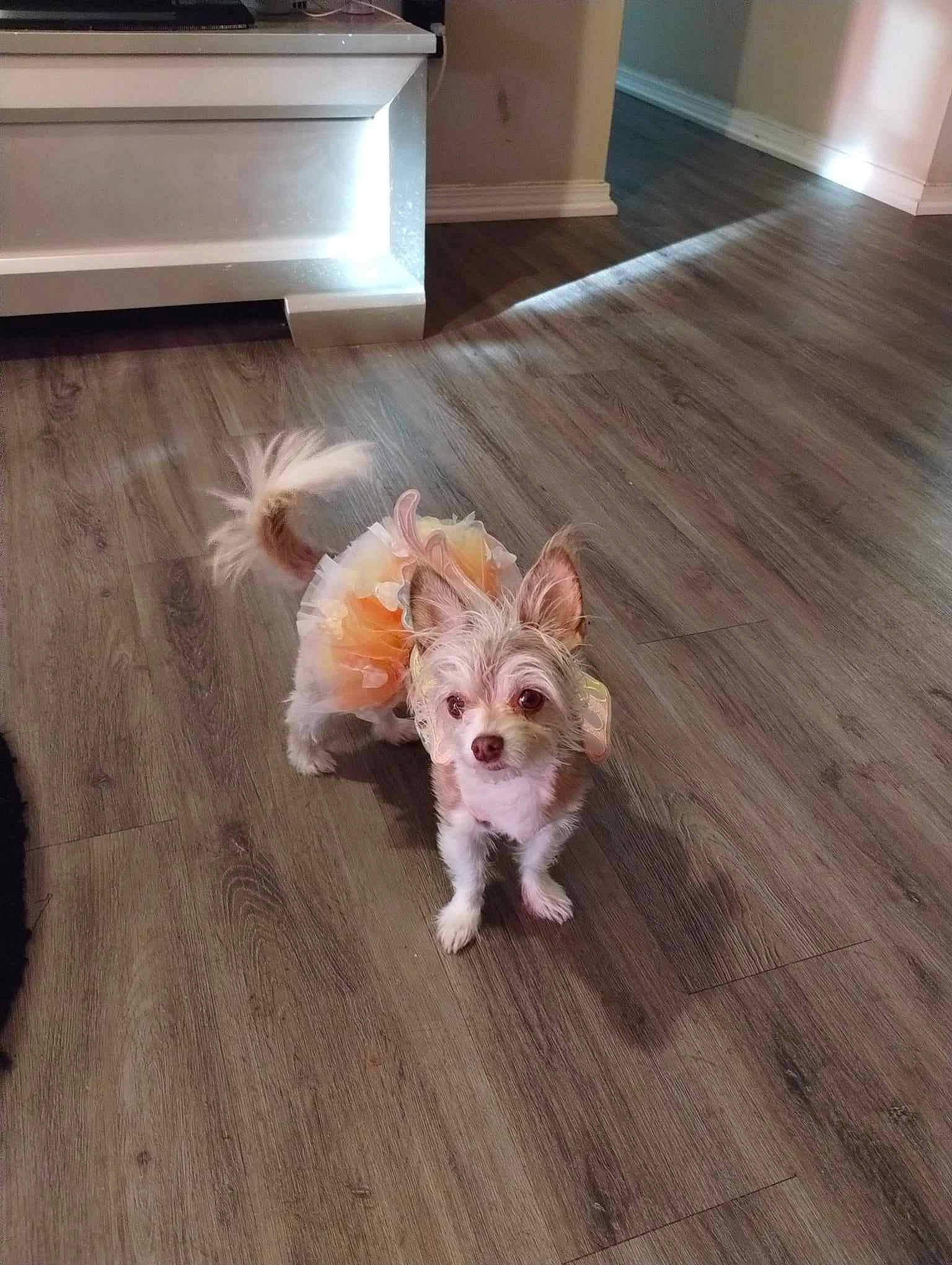 Cutie Pie is registered to the contest to win money with this photo: carnivore, companion_dog, dog, dog_breed, fawn, floor, flooring, hardwood, laminate_flooring, liver, room, snout, tail, toy, toy_dog, varnish, whiskers, wood, wood_flooring, wood_stain