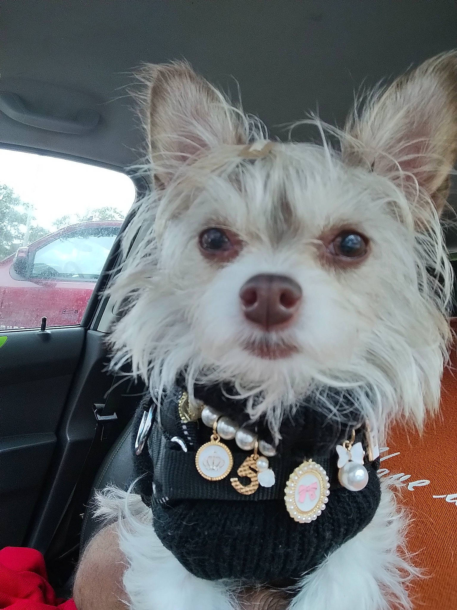 Cutie Pie joined the competition — help win amazing prizes! bow_tie, canidae, carnivore, collar, companion_dog, dog, dog_breed, dog_clothes, dog_collar, dog_supply, fashion_accessory, fawn, leash, small_terrier, snout, sporting_group, terrier, toy_dog, whiskers, working_animal