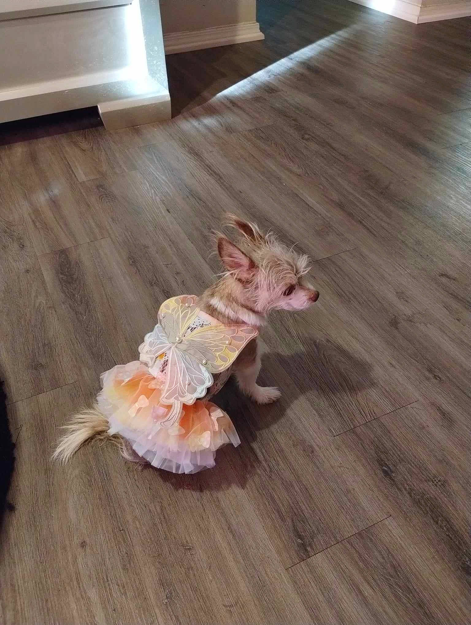 Cutie Pie is registered to the contest to win money with this photo: fashion_accessory, fawn, feather, floor, flooring, fur, hair_accessory, hardwood, laminate_flooring, liver, natural_material, peach, petal, room, tail, toy, varnish, wood, wood_flooring, wood_stain