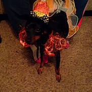 Cocoa joined the competition — help win amazing prizes! canidae, dog_breed, fawn, floor, flooring, fun, sporting_group