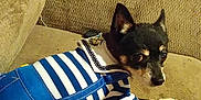 Figaro is registered to the contest to win money with this photo: australian_kelpie, canidae, carnivore, dog, dog_breed, dog_clothes, mammal, miniature_pinscher, rat_terrier, snout, vertebrate