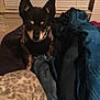 Figaro is registered to the contest to win money with this photo: australian_kelpie, canidae, carnivore, companion_dog, dog, dog_breed, english_toy_terrier, mammal, miniature_pinscher, prazsky_krysarik, sporting_group, toy_dog, vertebrate