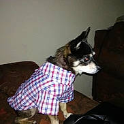 Figaro joined the competition — help win amazing prizes! canidae, carnivore, companion_dog, design, dog, dog_breed, dog_clothes, fur, mammal, pattern, plaid, siberian_husky, snout