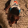 Buster joined the competition — help win amazing prizes! canidae, carnivore, dachshund, dog, dog_breed, puppy, sporting_group