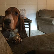 Buster joined the competition — help win amazing prizes! basset_artesien_normand, basset_bleu_de_gascogne, basset_hound, bracco_italiano, canidae, carnivore, companion_dog, coonhound, dog, dog_breed, hound, mammal, scent_hound, schweizer_laufhund, snout, sporting_group, vertebrate