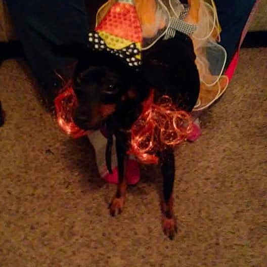 Cocoa
