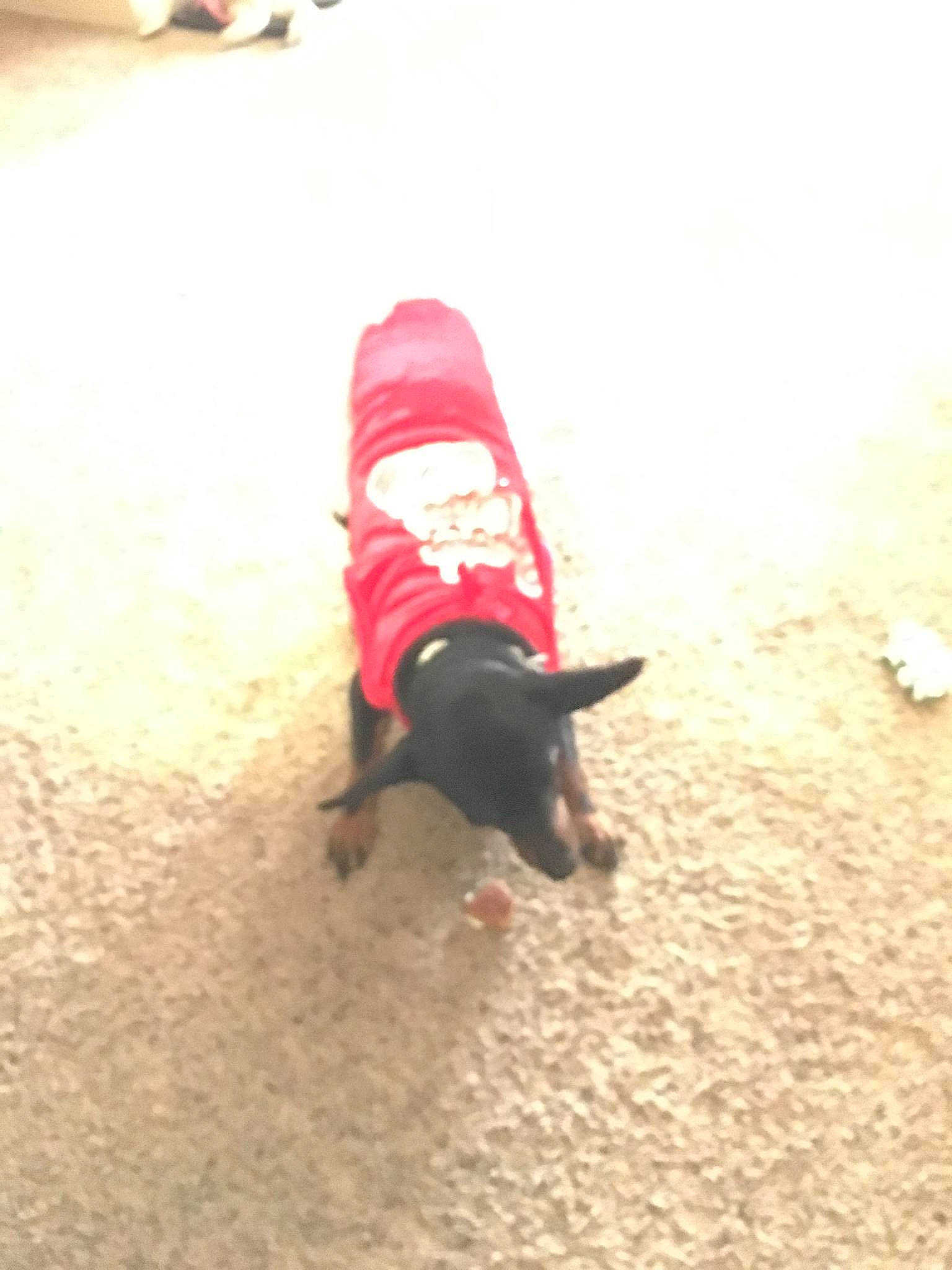 Cocoa is registered to the contest to win money with this photo: boston_terrier, canidae, carnivore, dog, dog_breed, dog_clothes, fawn, french_bulldog, non_sporting_group, sporting_group, tail, toy_dog