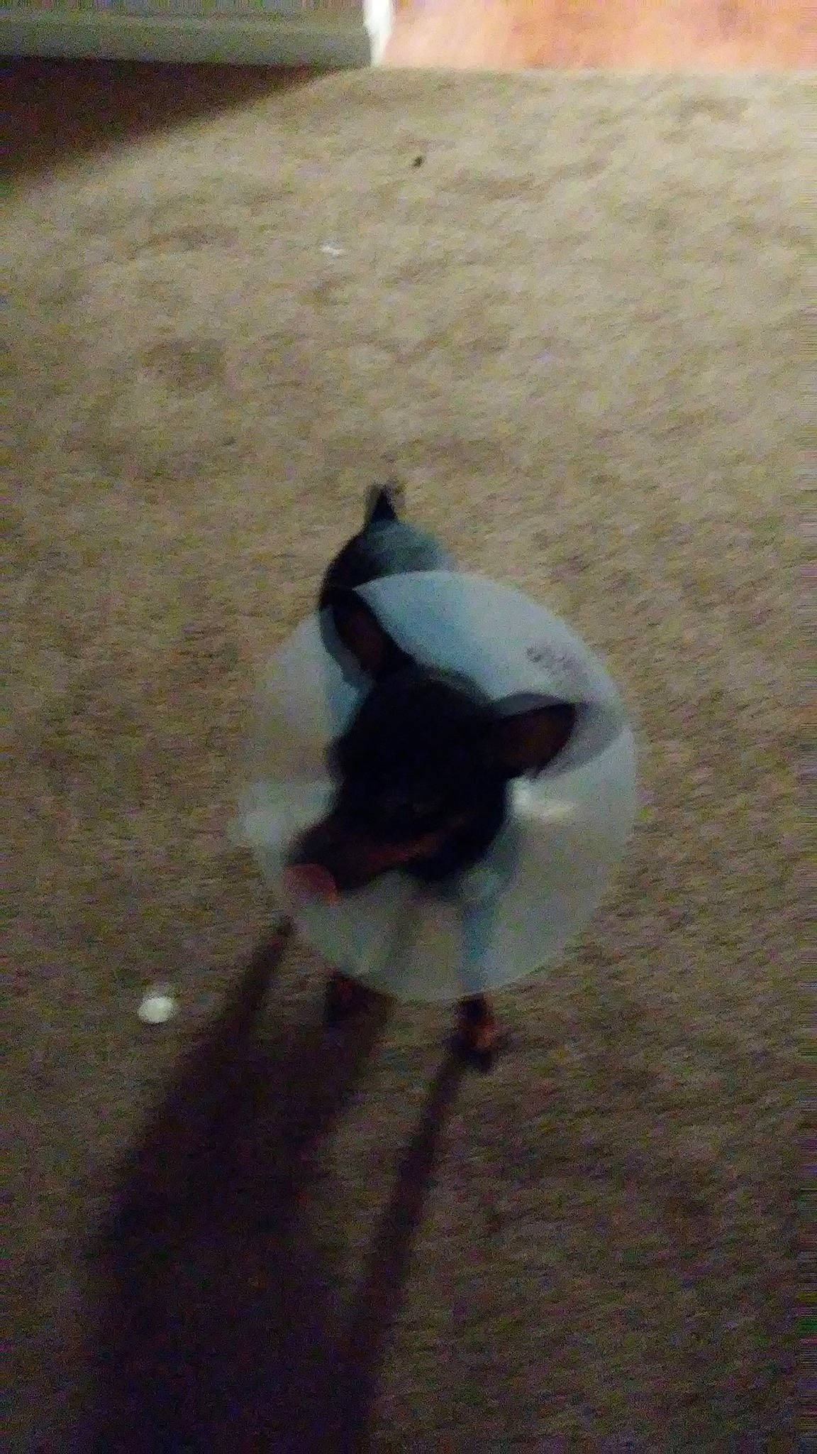 Cocoa joined the competition — help win amazing prizes! beak, bird, tail