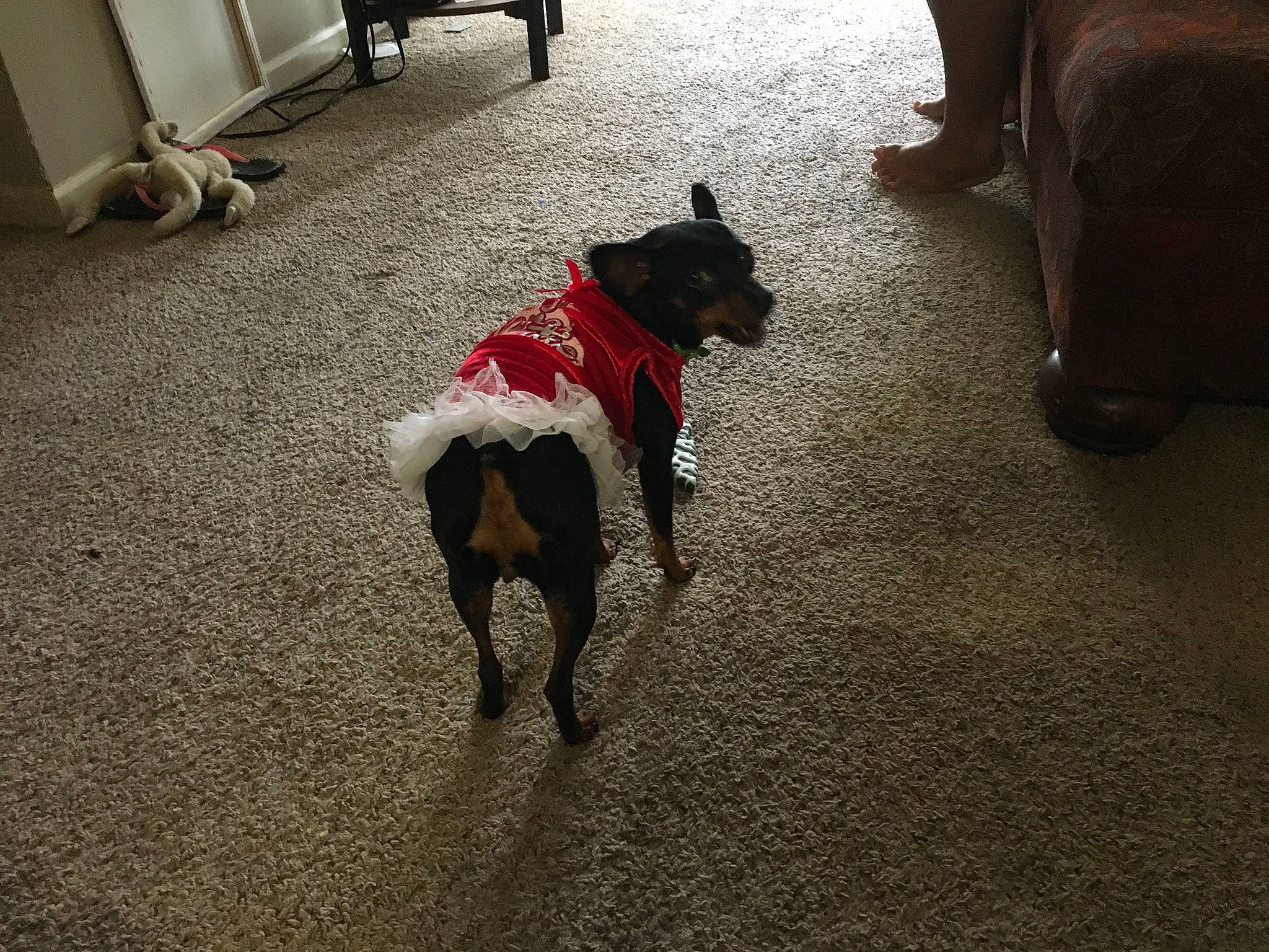 Cocoa joined the competition — help win amazing prizes! canidae, carnivore, dog, dog_breed, floor, flooring, non_sporting_group, rat_terrier, sporting_group, tail