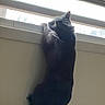 animal, black_cat, blinds, cardboard_box, cat, climbing, curiosity, curious, daylight, domestic, feline, home, indoor, looking_out, pet, quiet, shadow, sunlight, wall, window