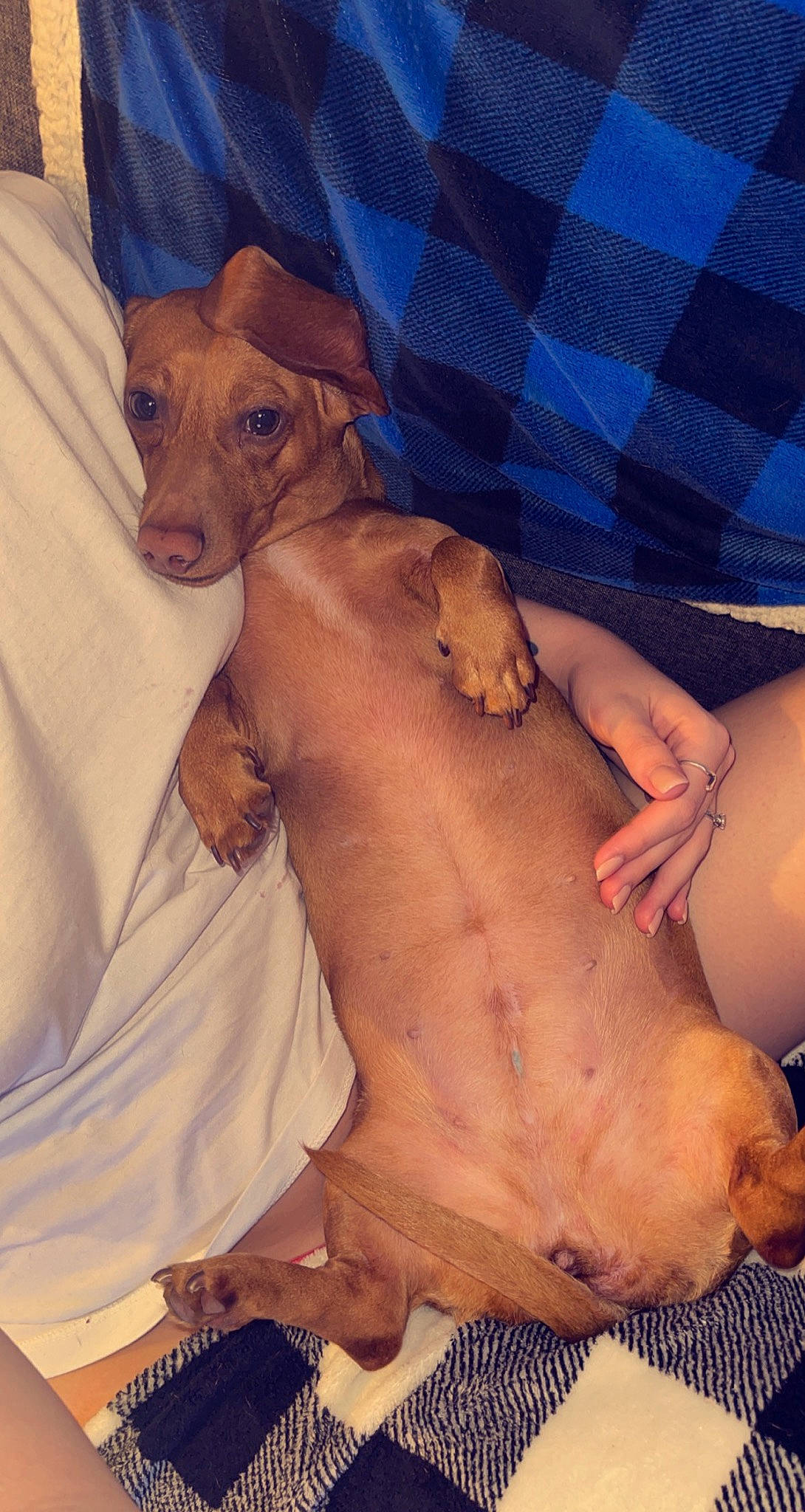 Lacy is registered to the contest to win money with this photo: abdomen, carnivore, chest, comfort, companion_dog, dog, dog_breed, dog_supply, fawn, fur, hat, human_leg, liver, snout, sporting_group, terrestrial_animal, thigh, whiskers, working_animal, wrist