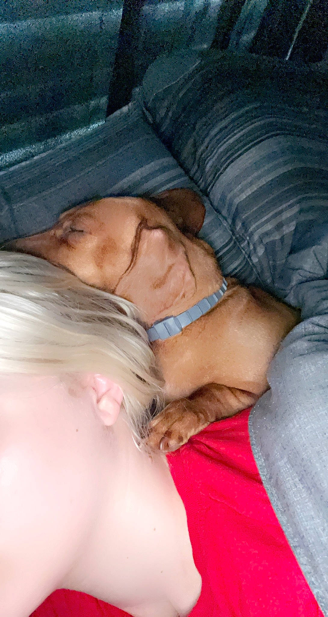 Lacy is registered to the contest to win money with this photo: abdomen, bedtime, chest, comfort, elbow, flesh, fun, fur, gesture, hair, happy, human_leg, jaw, linens, nap, neck, sitting, thigh, trunk, wrinkle