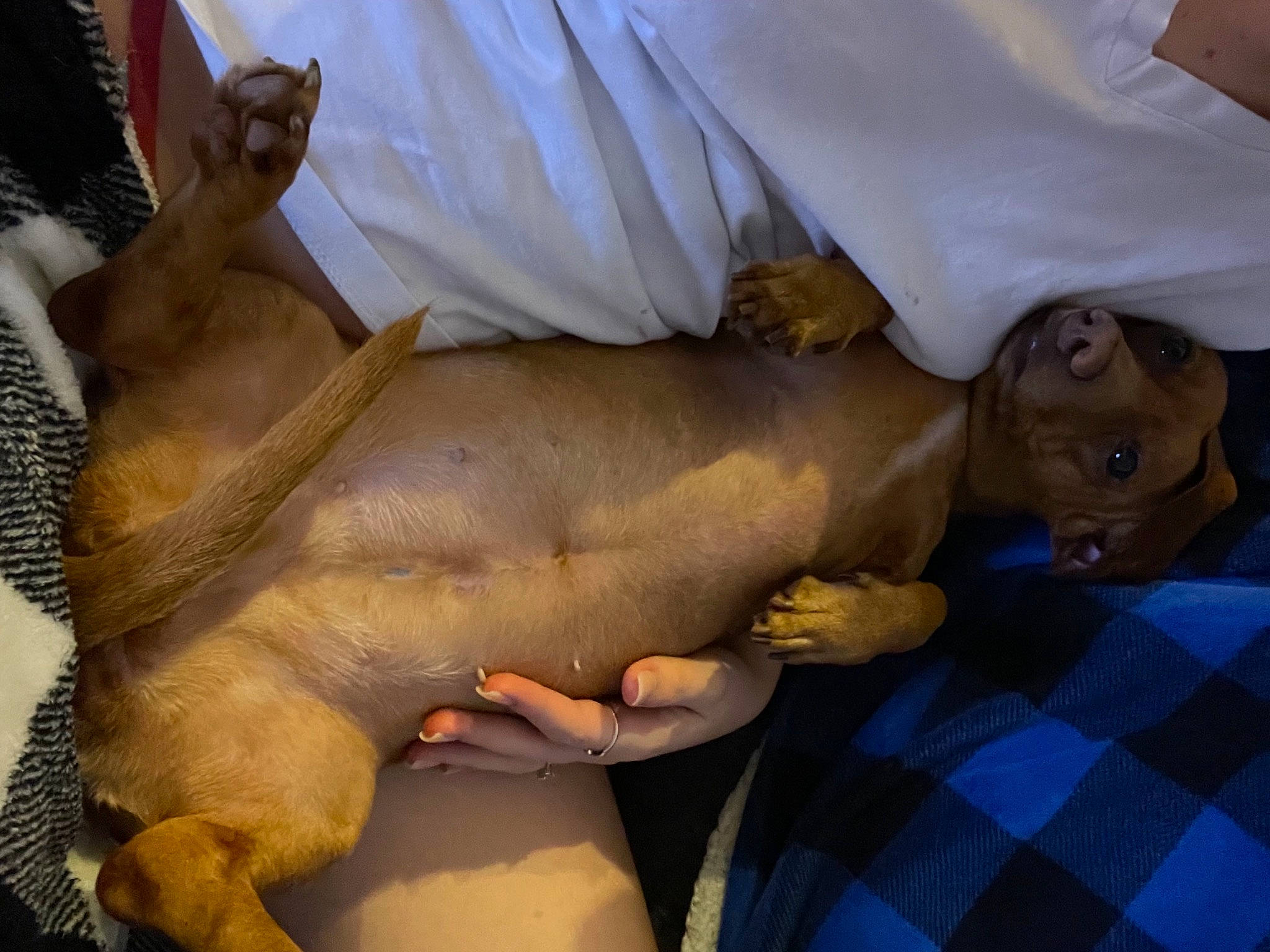 Lacy joined the competition — help win amazing prizes! abdomen, barechested, chest, child, comfort, dog_breed, elbow, fawn, flesh, fun, human_leg, mammal, nap, pattern, plaid, tartan, thigh, trunk, vertebrate, wrist