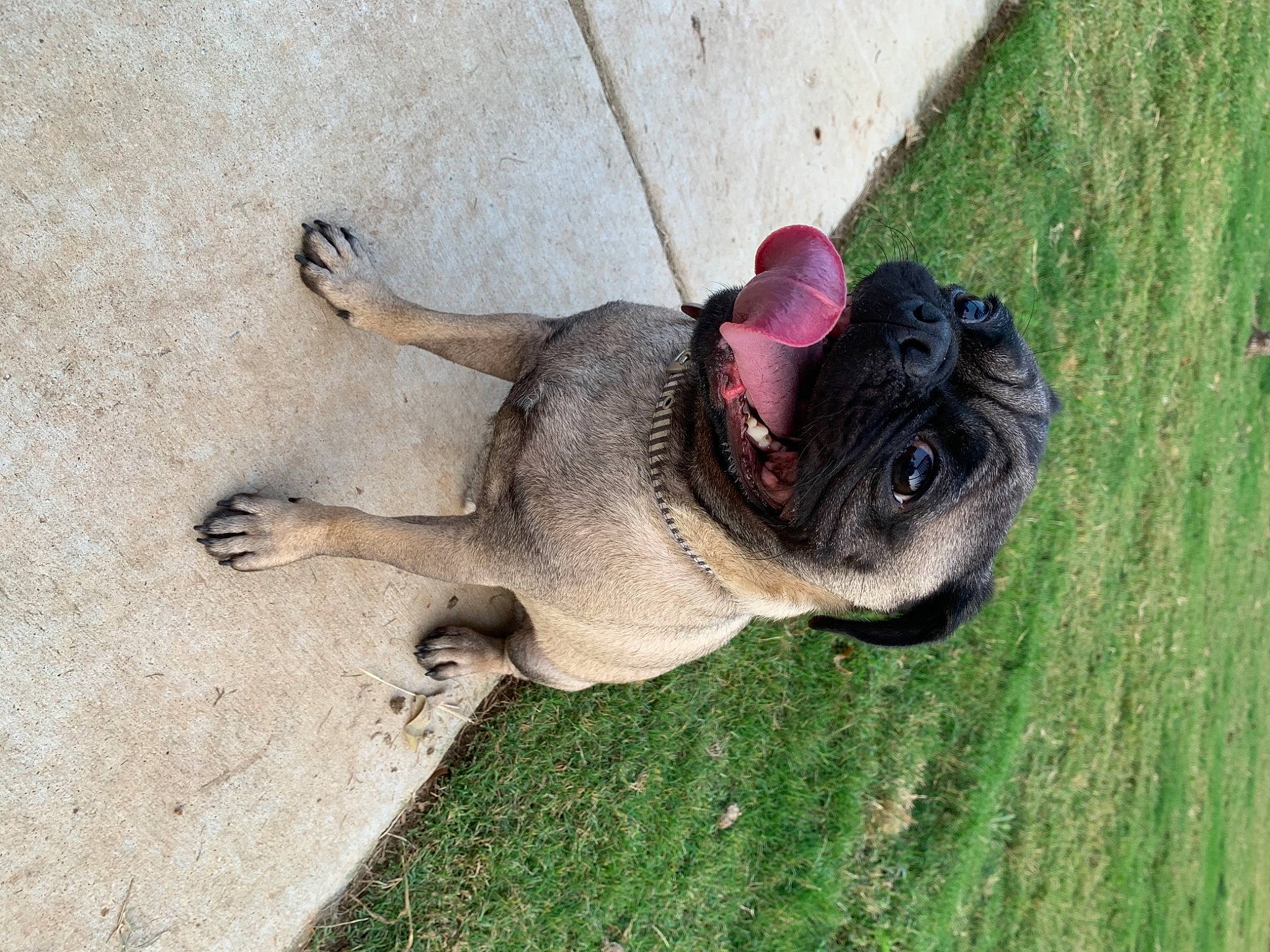 Dax is registered to the contest to win money with this photo: canidae, carnivore, collar, companion_dog, dog, dog_breed, dog_collar, fawn, french_bulldog, grass, leash, plant, pug, snout, sporting_group, tail, terrestrial_animal, toy_dog, working_animal, wrinkle