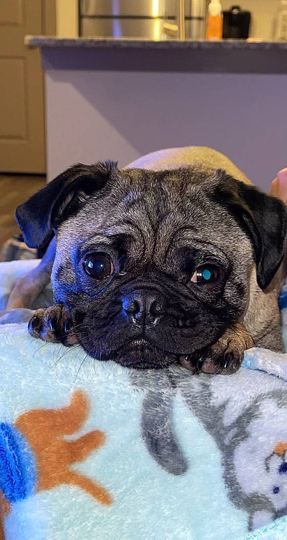 Dax is registered to the contest to win money with this photo: canidae, carnivore, close_up, companion_dog, dog, dog_breed, door, electric_blue, fawn, light_switch, plant, pug, puppy, snout, sporting_group, terrestrial_animal, toy_dog, whiskers, working_animal, wrinkle