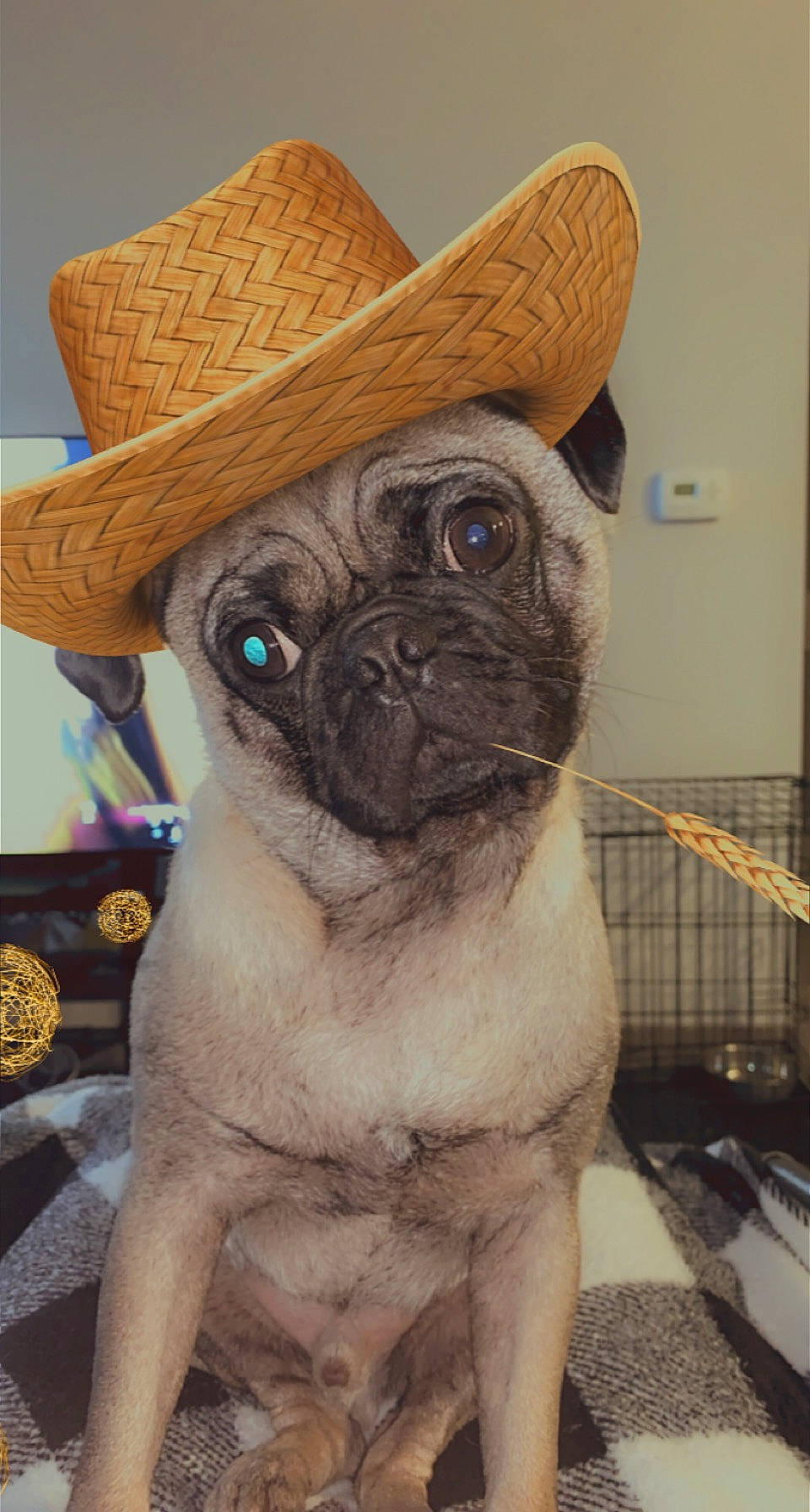 Dax joined the competition — help win amazing prizes! carnivore, companion_dog, costume_hat, cowboy_hat, dog, dog_breed, fashion_accessory, fawn, fur, hat, pug, snout, sun_hat, toy_dog, whiskers, working_animal, wrinkle