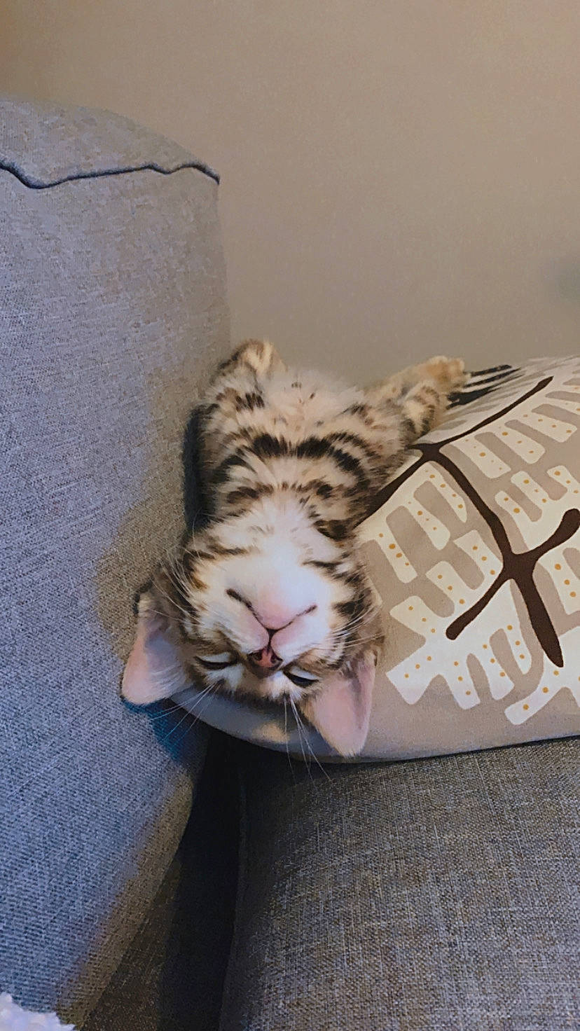 Rio participe au concours pour gagner de l'argent avec cette photo : american_shorthair, bengal, bengal_tiger, carnivore, cat, dragon_li, european_shorthair, felidae, small_to_medium_sized_cats, tabby_cat, whiskers