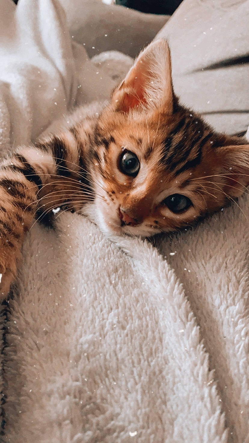 Rio a rejoint le concours — aidez-le/la à gagner de superbes lots ! aegean_cat, arabian_mau, asian, australian_mist, bengal, carnivore, cat, domestic_short_haired_cat, dragon_li, egyptian_mau, european_shorthair, felidae, kitten, mammal, small_to_medium_sized_cats, snout, tabby_cat, toyger, vertebrate, whiskers