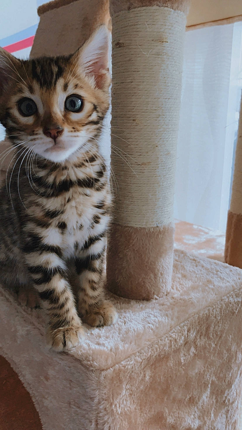 Rio participe au concours pour gagner de l'argent avec cette photo : american_shorthair, arabian_mau, asian, australian_mist, bengal, carnivore, cat, domestic_short_haired_cat, dragon_li, egyptian_mau, european_shorthair, felidae, kitten, mammal, ocicat, small_to_medium_sized_cats, tabby_cat, toyger, vertebrate, whiskers