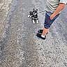puppy, dog, leash, person, shorts, shoes, asphalt, road, sidewalk, outdoor, grass, casual_clothing, black_and_white, pet, walking, animal, young_dog, summer, daytime, standing