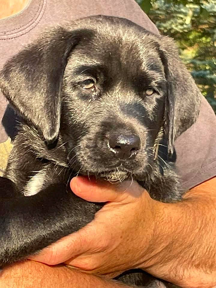 Jackson is registered to the contest to win money with this photo: borador, canidae, carnivore, companion_dog, dog, dog_breed, dog_collar, fur, gun_dog, hunting_dog, liver, snout, sporting_group, terrestrial_animal, tree, whiskers, working_animal, working_dog