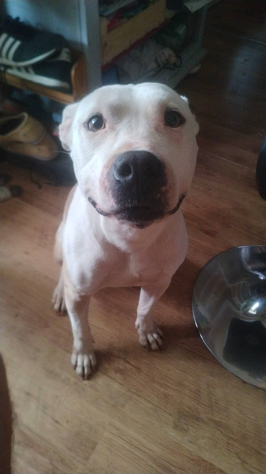 Namour a rejoint le concours — aidez-le/la à gagner de superbes lots ! carnivore, collar, companion_dog, cordoba_fighting_dog, dog, dog_breed, dog_collar, dogo_argentino, flooring, guard_dog, hardwood, kitchen_utensil, non_sporting_group, pet_supply, pit_bull, sporting_group, terrestrial_animal, whiskers, wood, working_animal