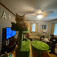 Tigger is registered to the contest to win money with this photo: cat, cat_tree, orange_cat, living_room, ceiling_fan, couch, television, person, curtains, lamp, pillows, side_table, hardwood_floor, decor, indoor, out_of_focus, ceiling, wall_letters, pet_furniture, sofa