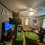 cat, cat_tree, orange_cat, living_room, ceiling_fan, couch, television, person, curtains, lamp, pillows, side_table, hardwood_floor, decor, indoor, out_of_focus, ceiling, wall_letters, pet_furniture, sofa
