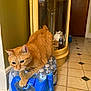 Tigger joined the competition — help win amazing prizes! cat, orange_cat, pet, water_bottles, plastic_wrap, tile_floor, cabinet, mirror, reflection, doorway, hallway, bottle, jug, packaging, paws, whiskers, eyes, indoor, home_interior, floor