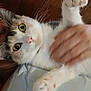 cat, pet, animal, green_eyes, paw, fur, whiskers, hand, human, indoor, closeup, cute, curious, wooden_background, feline, domestic_animal, soft, white_fur, tabby, companionship