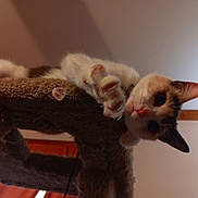 Sylvia Aka Sylvi is registered to the contest to win money with this photo: cat, cat_tree, indoor, pet, feline, curious, paws, carpeted, animal, playful, closeup, whiskers, ears, fur, claws, looking, home, cozy, cute, mammal