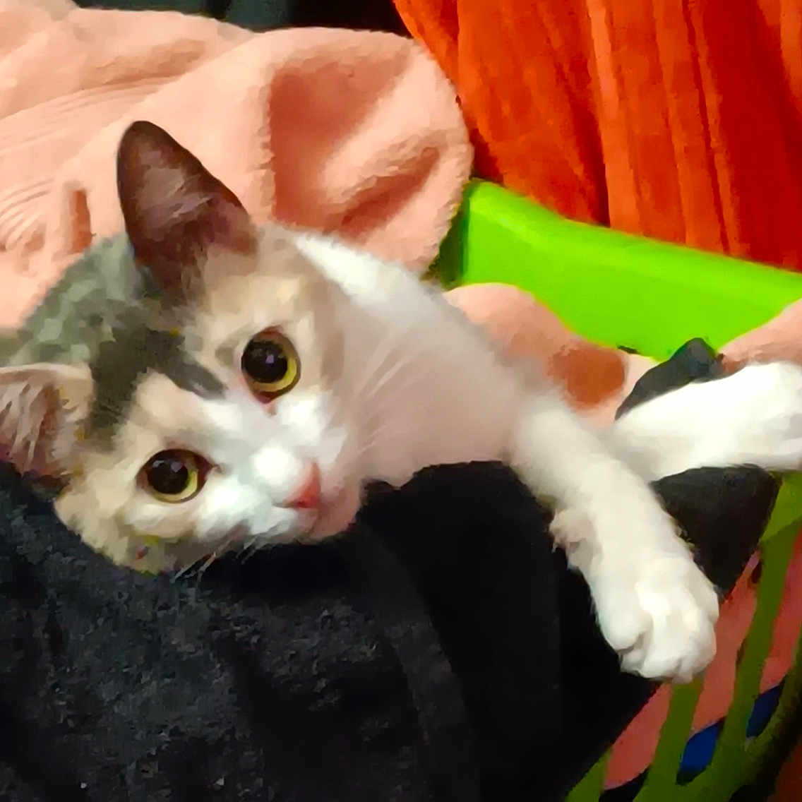 Sylvia Aka Sylvi is registered to the contest to win money with this photo: animal, black_sleeve, blanket, cat, claw, cozy, curious, cute, domestic, fur, green, indoor, kitten, laundry_basket, orange, paw, pet, pink, playful, young