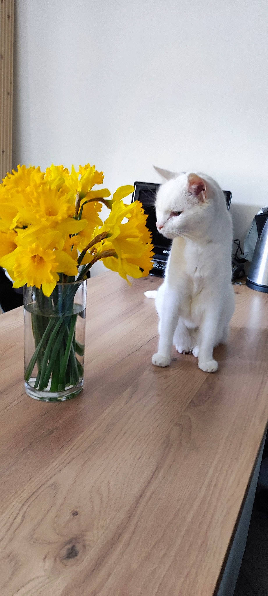 Tigrou participe au concours pour gagner de l'argent avec cette photo : artifact, bouquet, carnivore, cat, felidae, flooring, flower, flower_arranging, flowering_plant, flowerpot, hardwood, herbaceous_plant, houseplant, petal, plant, small_to_medium_sized_cats, tail, vase, whiskers, wood