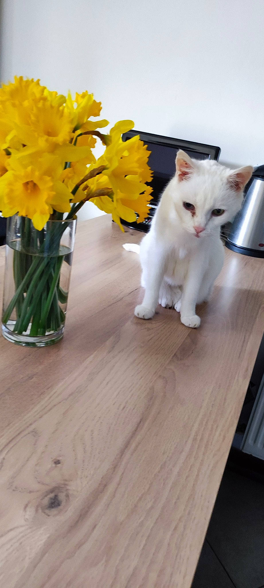 Tigrou a rejoint le concours — aidez-le/la à gagner de superbes lots ! artifact, bouquet, carnivore, cat, felidae, flooring, flower, flower_arranging, flowering_plant, flowerpot, hardwood, houseplant, petal, plant, sky, tail, vase, whiskers, wood, yellow