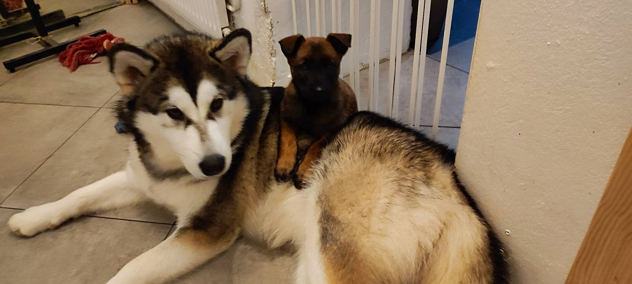 Tessy a rejoint le concours — aidez-le/la à gagner de superbes lots ! ancient_dog_breeds, canidae, canis, carnivore, companion_dog, dog, dog_breed, fawn, fur, non_sporting_group, pet_supply, siberian_husky, sled_dog, snout, sporting_group, terrestrial_animal, wildlife, wolf, working_animal, working_dog