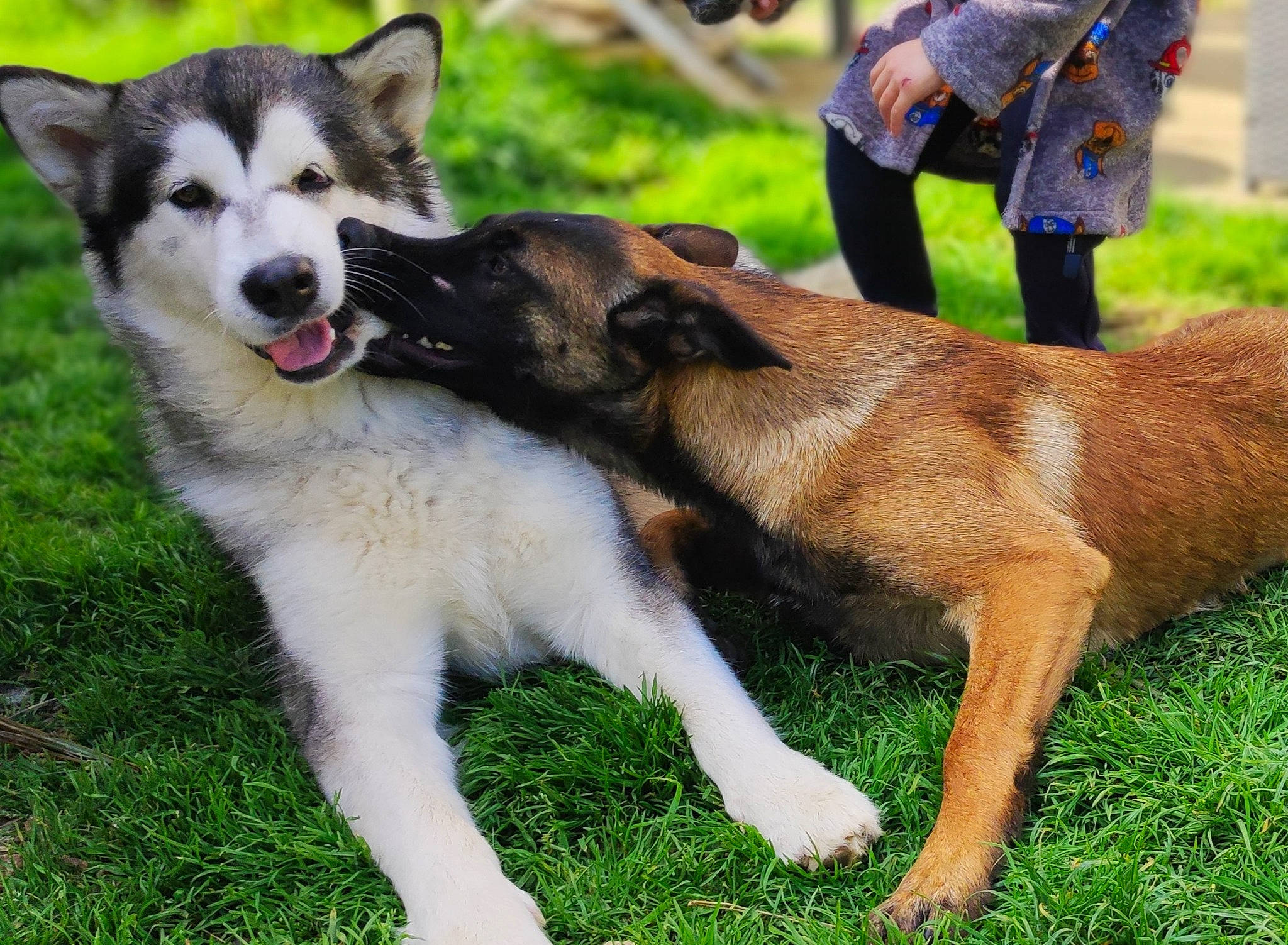 Tessy a rejoint le concours — aidez-le/la à gagner de superbes lots ! canidae, carnivore, collar, companion_dog, dog, dog_breed, fawn, fur, grass, herding_dog, siberian_husky, sled_dog, snout, sporting_group, tail, terrestrial_animal, wildlife, wolf, working_animal, working_dog