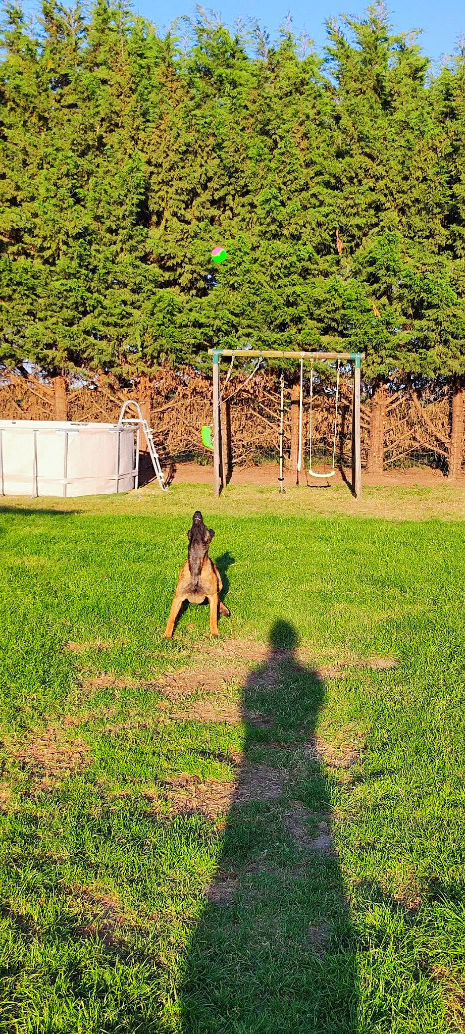 Tessy a rejoint le concours — aidez-le/la à gagner de superbes lots ! botany, fawn, fence, grass, grass_family, grassland, groundcover, land_lot, landscape, leisure, mammal, meadow, people_in_nature, plant, rural_area, shrub, tints_and_shades, tree, vegetation, woody_plant