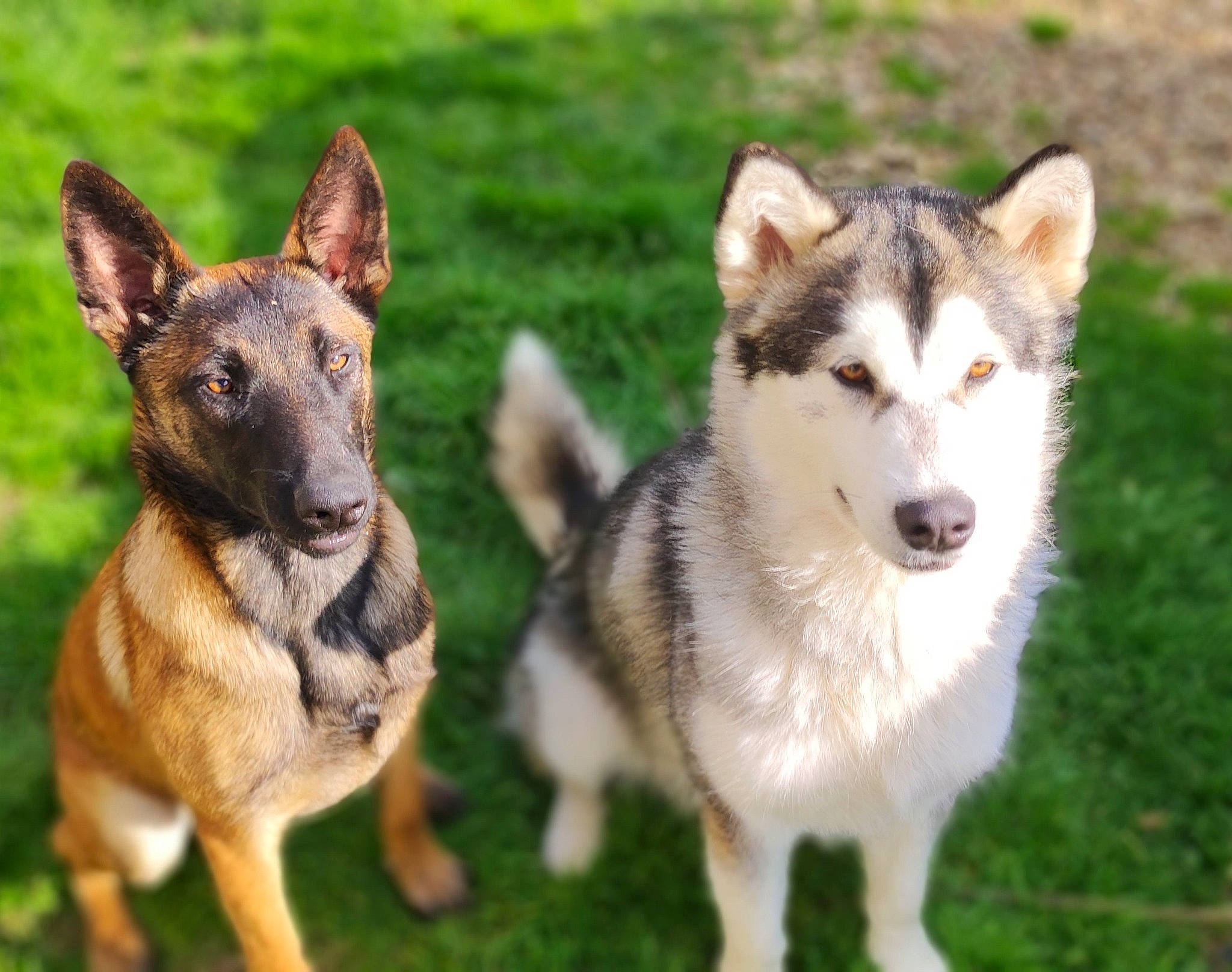 Destiny participe au concours pour gagner de l'argent avec cette photo : ancient_dog_breeds, art, canidae, canis, carnivore, companion_dog, dog, dog_breed, east_european_shepherd, fawn, fur, grass, siberian_husky, sled_dog, snout, sporting_group, terrestrial_animal, wildlife, wolf, working_dog