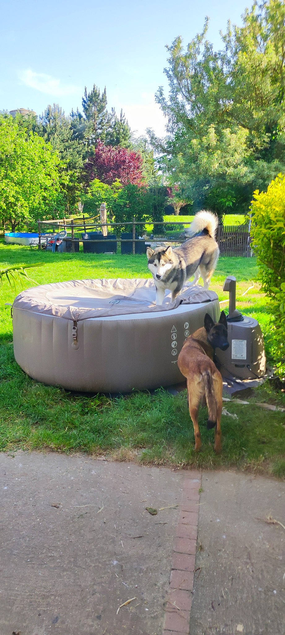 Destiny a rejoint le concours — aidez-le/la à gagner de superbes lots ! canidae, carnivore, companion_dog, dog, dog_breed, fawn, garden, grass, landscape, lawn, leisure, mammal, outdoor_furniture, plant, recreation, sky, sporting_group, tail, tree, waste_container