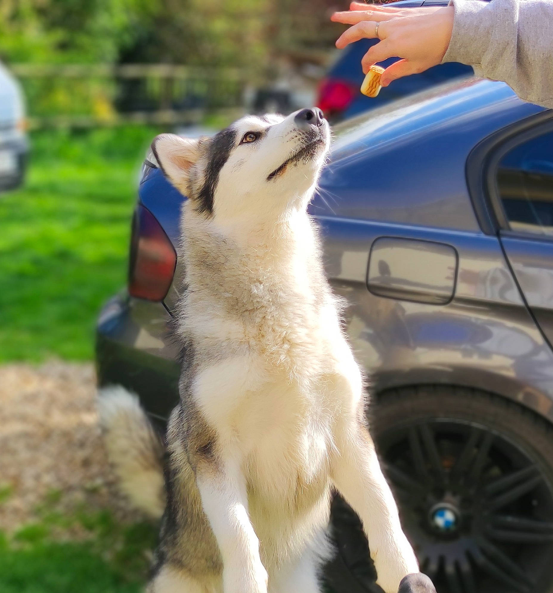 Destiny a rejoint le concours — aidez-le/la à gagner de superbes lots ! canidae, car, carnivore, collar, companion_dog, dog, dog_breed, electric_blue, fawn, fur, gesture, hood, motor_vehicle, personal_luxury_car, snout, sporting_group, tire, vehicle, vehicle_door, wheel