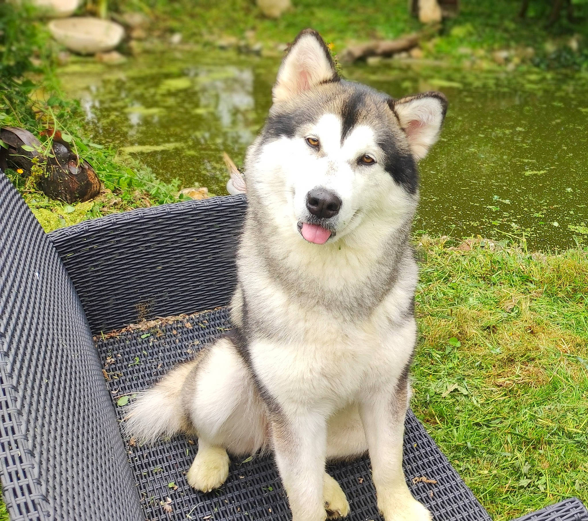 Destiny a rejoint le concours — aidez-le/la à gagner de superbes lots ! ancient_dog_breeds, carnivore, collar, companion_dog, dog, dog_breed, fang, grass, non_sporting_group, sled_dog, snout, sporting_group, tail, working_animal, working_dog