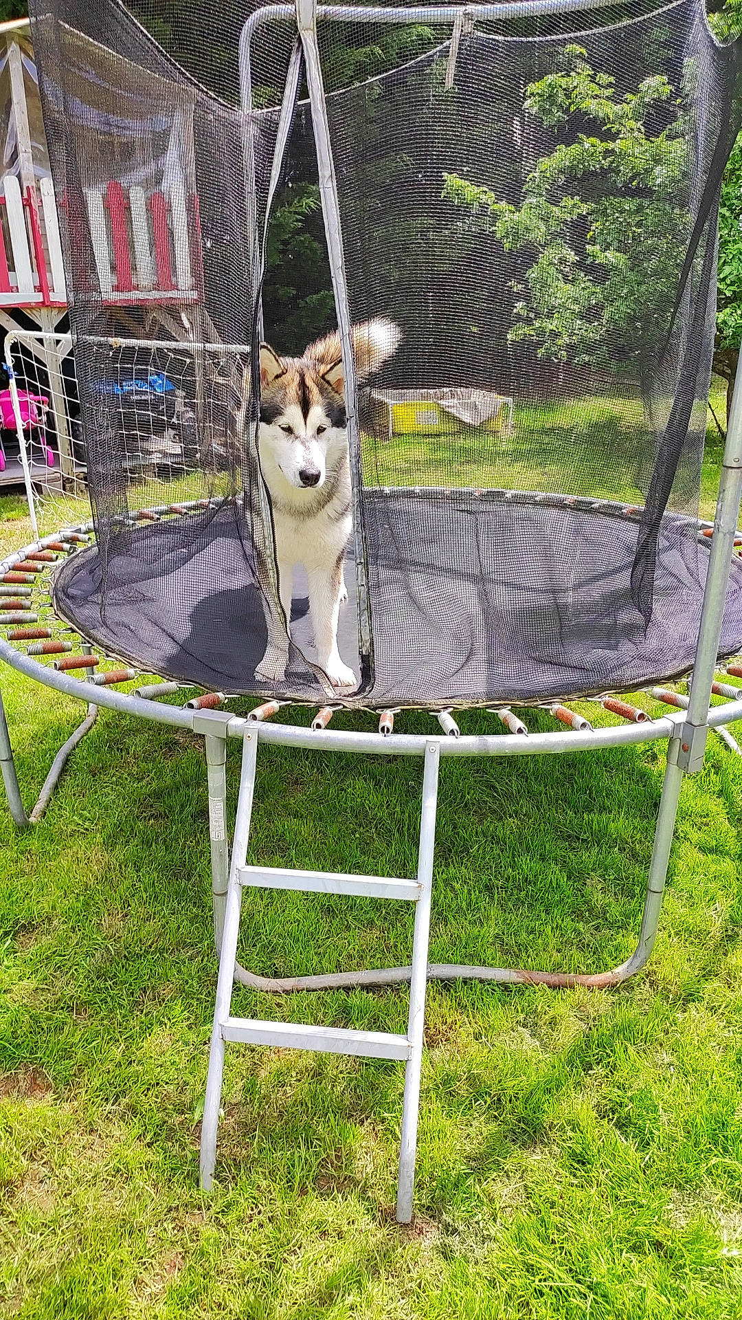 Destiny participe au concours pour gagner de l'argent avec cette photo : canidae, carnivore, collar, companion_dog, dog, dog_breed, dog_supply, fawn, grass, lawn, leisure, mesh, outdoor_furniture, pet_supply, plant, pole, recreation, sporting_group, tail, tree