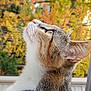 cat, animal, side_profile, whiskers, fur, outdoor, autumn, tree, nature, close_up, curious, pet, mammal, looking_up, background_blur, portrait, domestic_cat, feline, soft_light, colorful