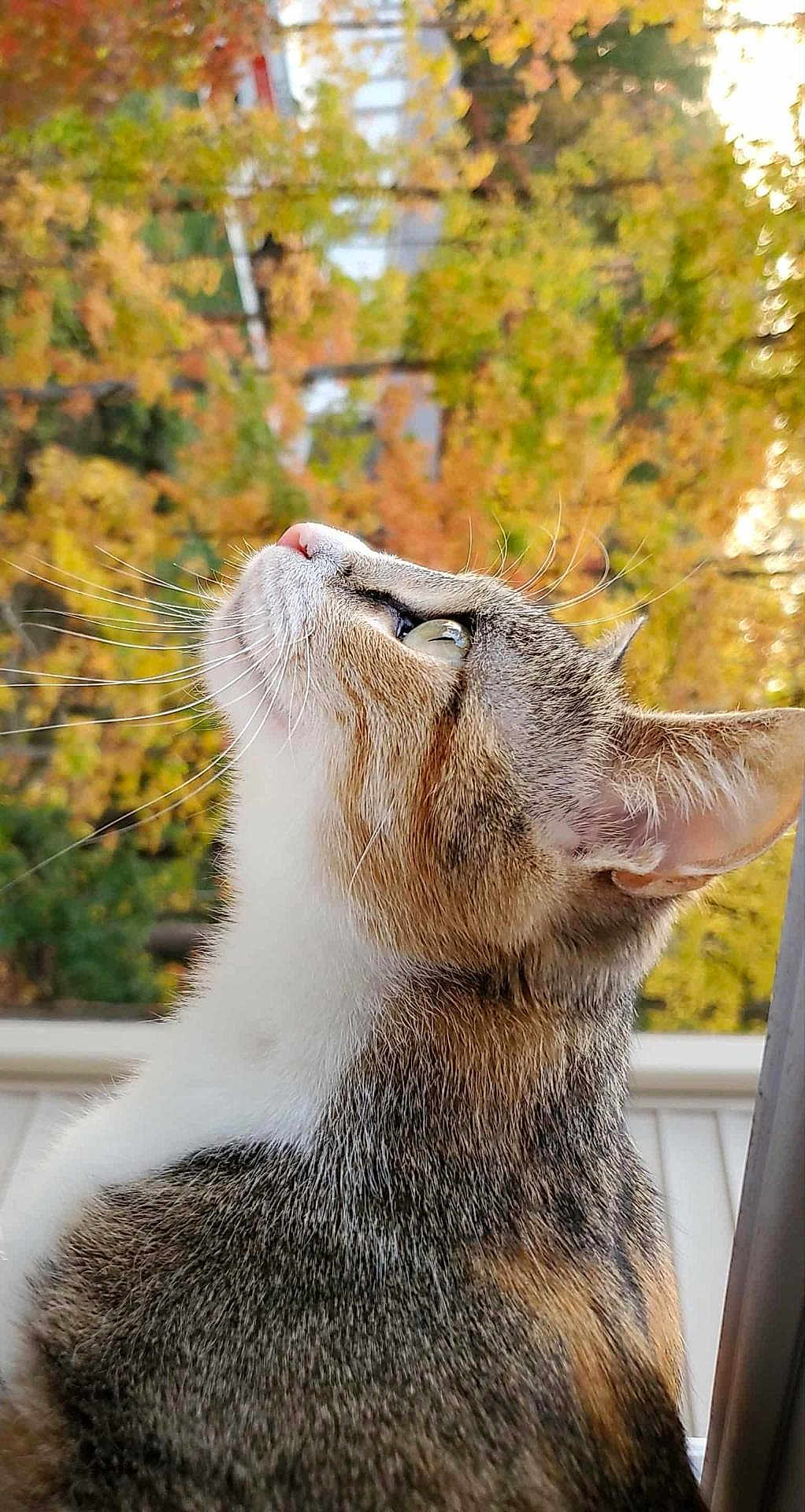 Leah joined the competition — help win amazing prizes! cat, animal, side_profile, whiskers, fur, outdoor, autumn, tree, nature, close_up, curious, pet, mammal, looking_up, background_blur, portrait, domestic_cat, feline, soft_light, colorful