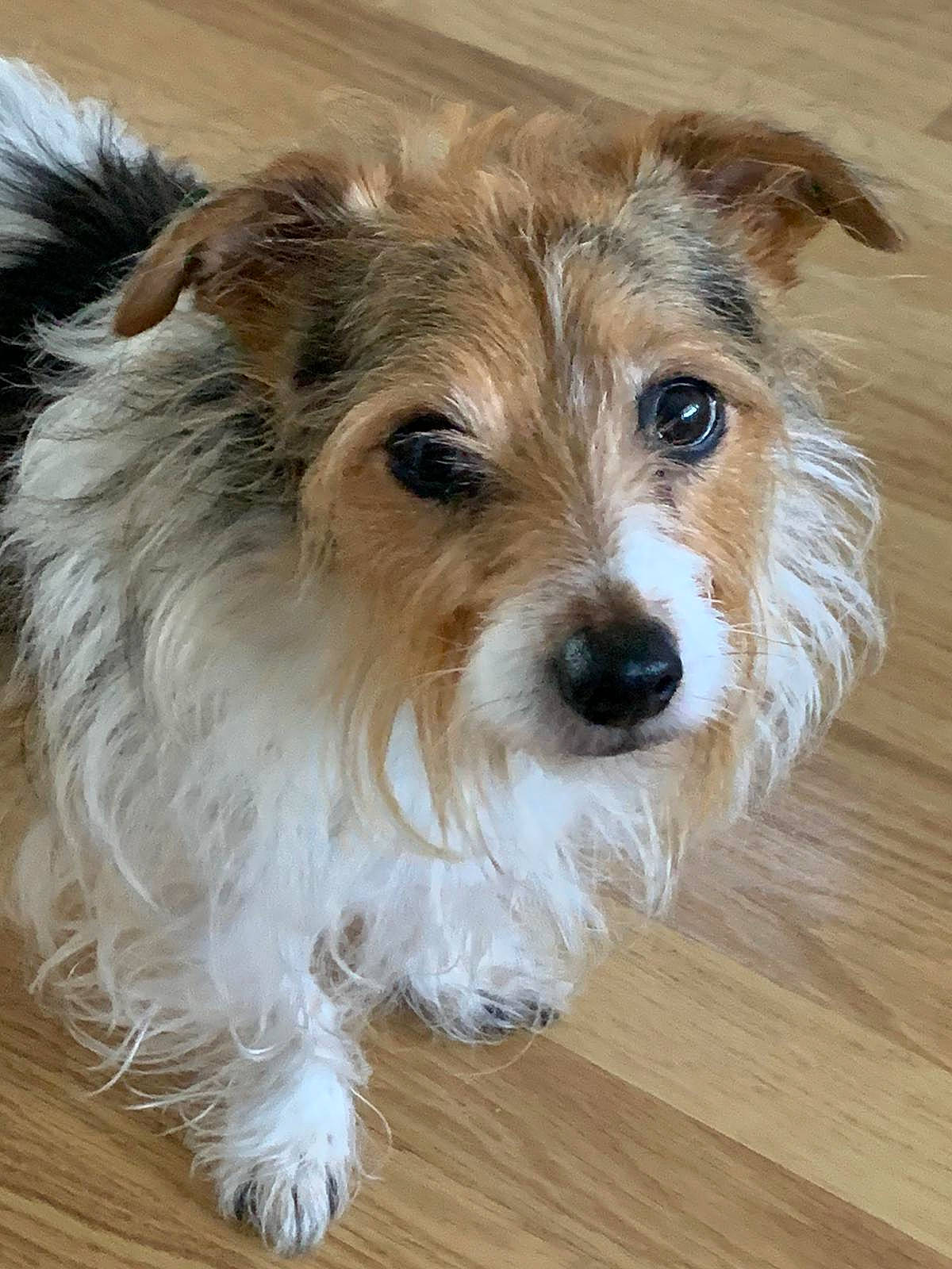 Harry is registered to the contest to win money with this photo: biewer_terrier, canidae, carnivore, companion_dog, dog, dog_breed, fawn, fur, hardwood, maltepoo, small_terrier, snout, sporting_group, terrier, toy_dog, whiskers, wood, wood_flooring, wood_stain, working_animal