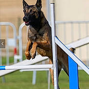 Toons participe au concours pour gagner de l'argent avec cette photo : dog, jumping, agility_course, outdoor, grass, animal, sport, exercise, canine, fence, active, pet, brown, black, ears_up, focused, motion, training, field, leap