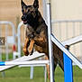 dog, jumping, agility_course, outdoor, grass, animal, sport, exercise, canine, fence, active, pet, brown, black, ears_up, focused, motion, training, field, leap